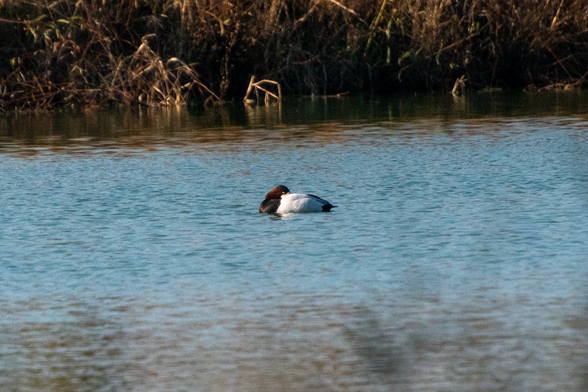 Büyük Elmabaş - ML647742082