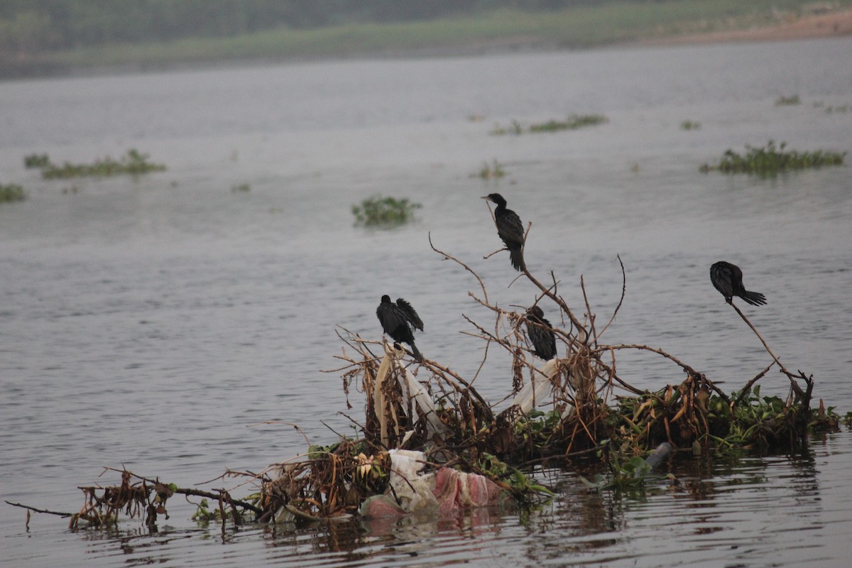 Kara Küçük Karabatak - ML647742083