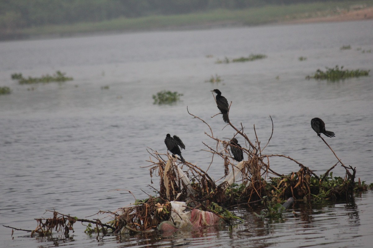 Kara Küçük Karabatak - ML647742084