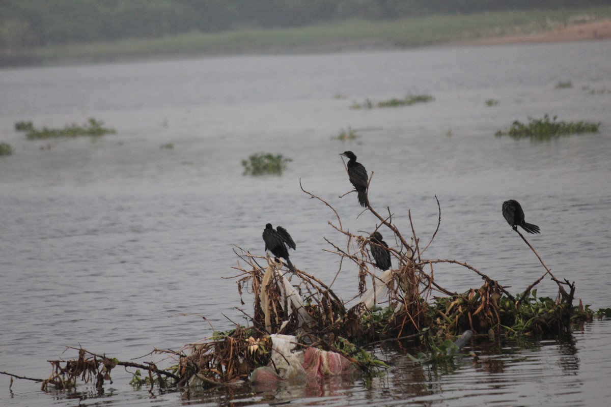 Kara Küçük Karabatak - ML647742085