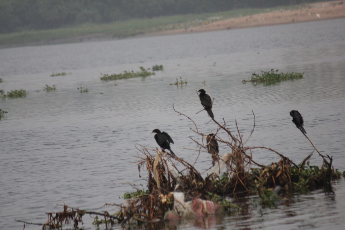 Kara Küçük Karabatak - ML647742086