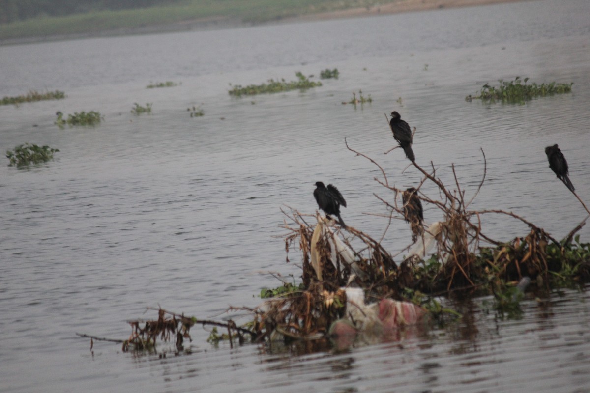 Kara Küçük Karabatak - ML647742087