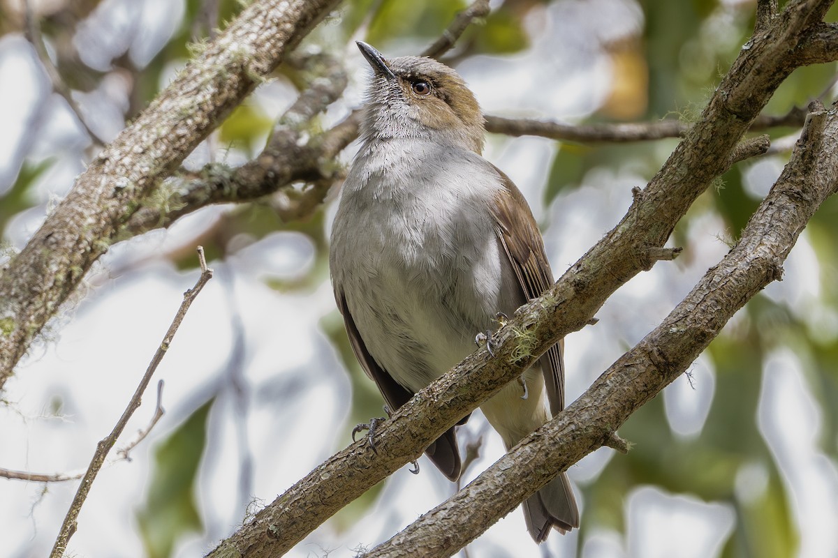 Omao Soliteri - ML647742088