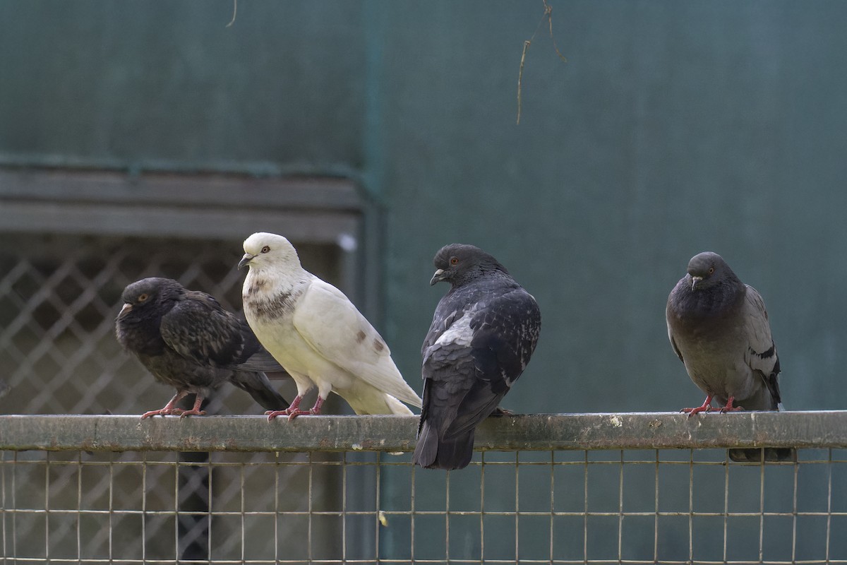 Kaya Güvercini (evcil tip) - ML647742089