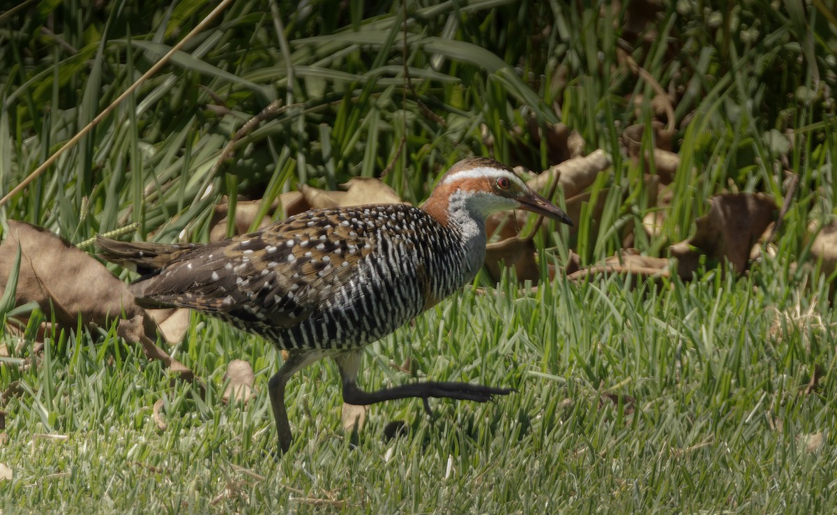 Filipin Sukılavuzu - ML647742090