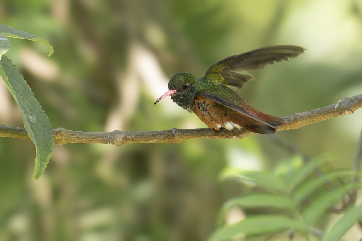 Amazilya Kolibrisi - ML647742093