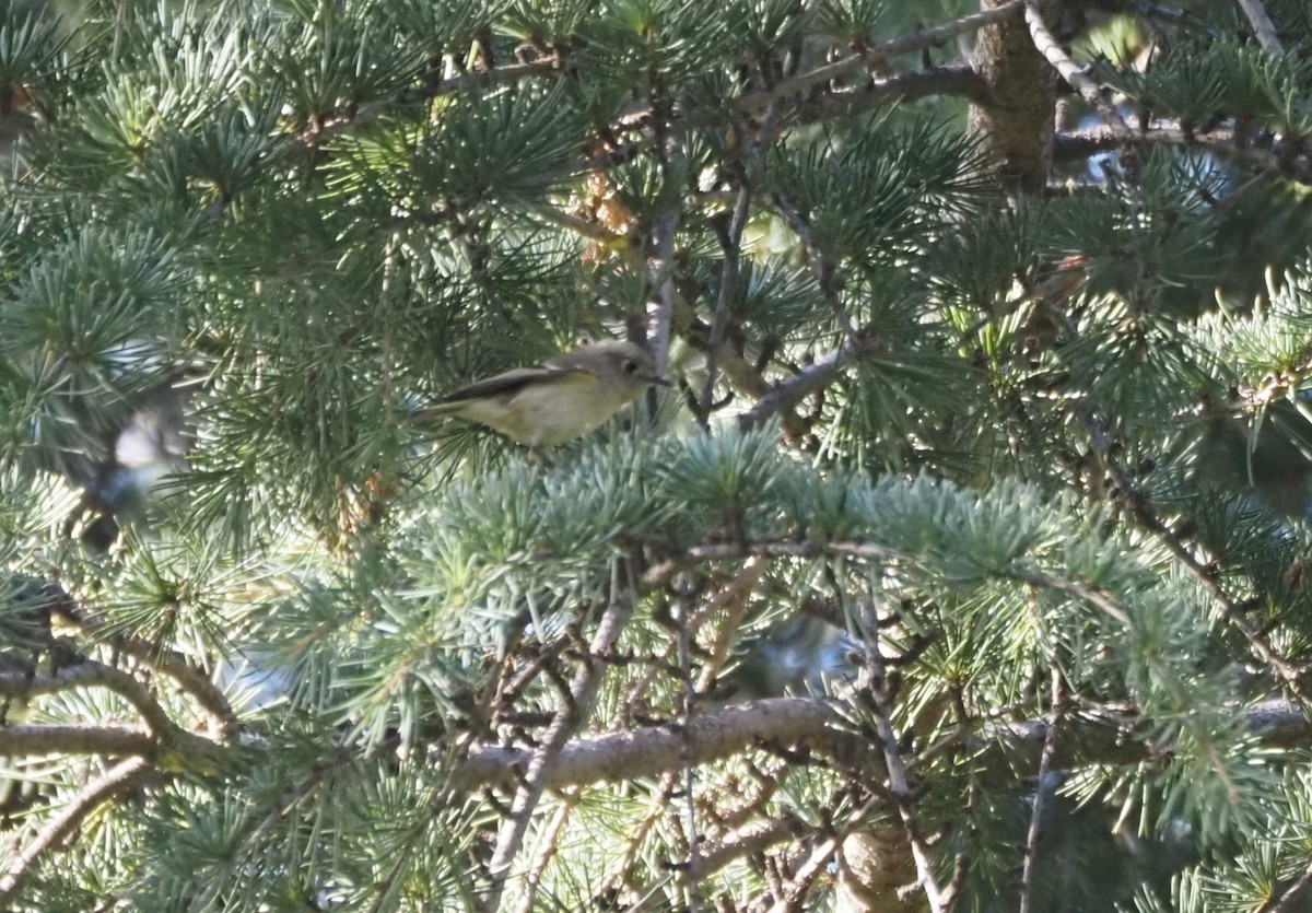 Gözlüklü Çalıkuşu - ML647742096