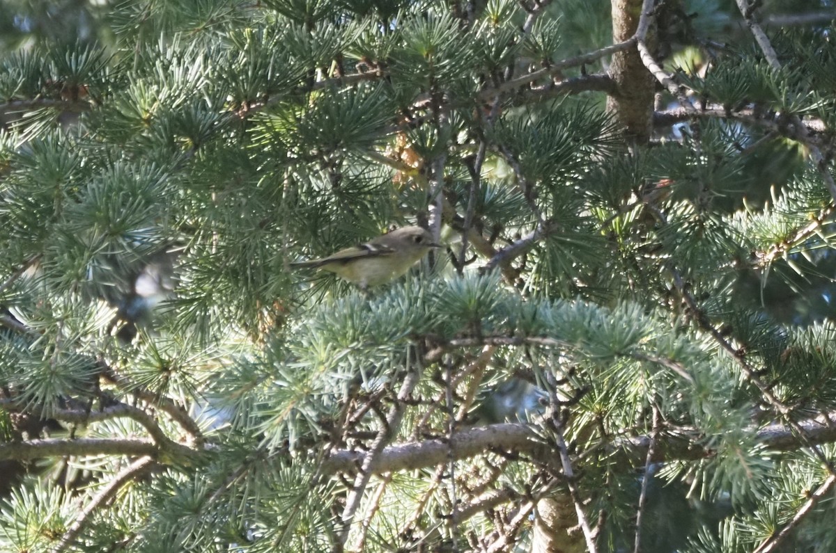 Gözlüklü Çalıkuşu - ML647742098