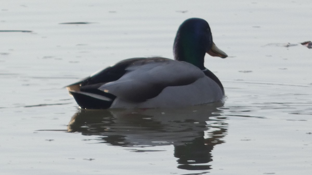 Yeşilbaş - ML647742099