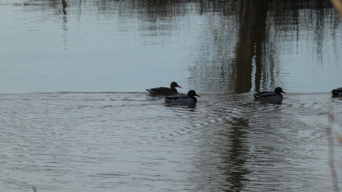 Yeşilbaş - ML647742100