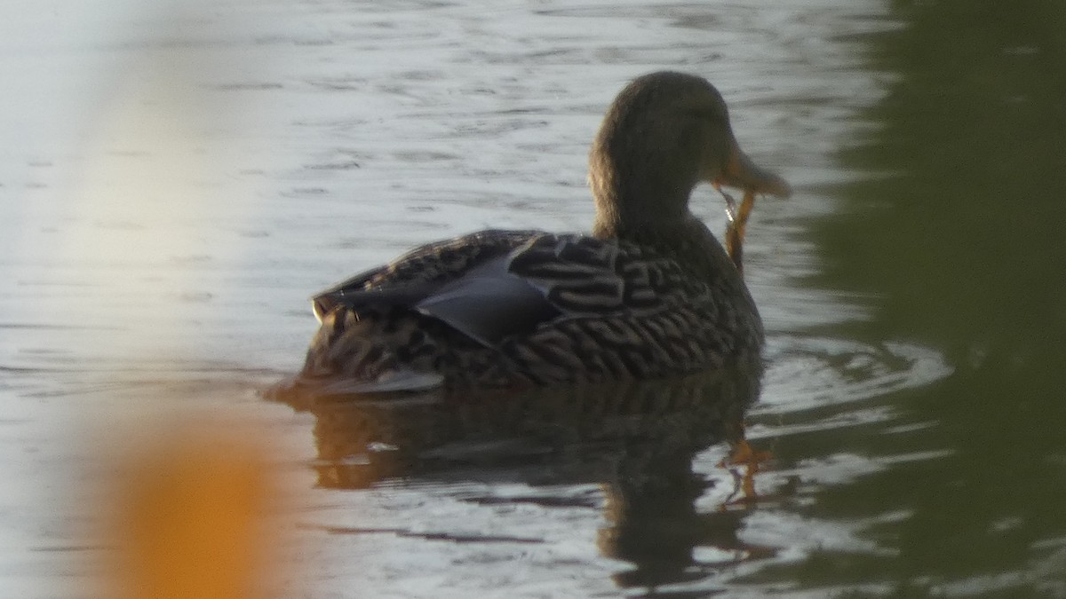 Yeşilbaş - ML647742101