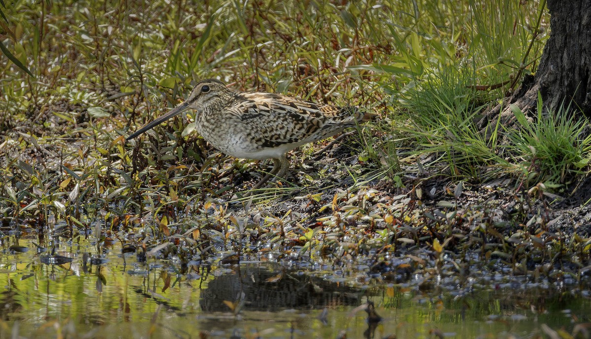 Japon Suçulluğu - ML647742103