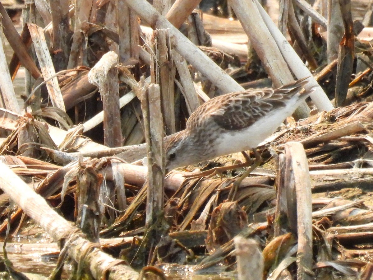 Uzun Parmaklı Kumkuşu - ML647742105