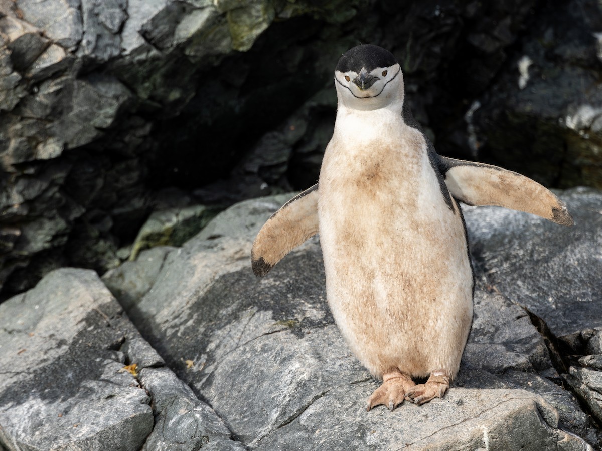 Çember Sakallı Penguen - ML647742107