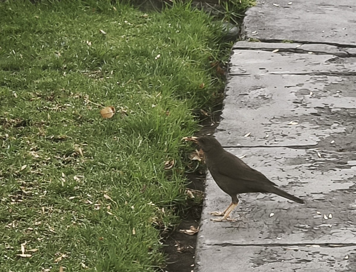 Çiguanko Ardıcı - ML647742108