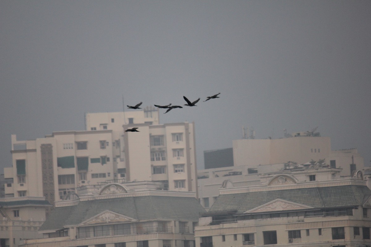 Karabatak - ML647742109