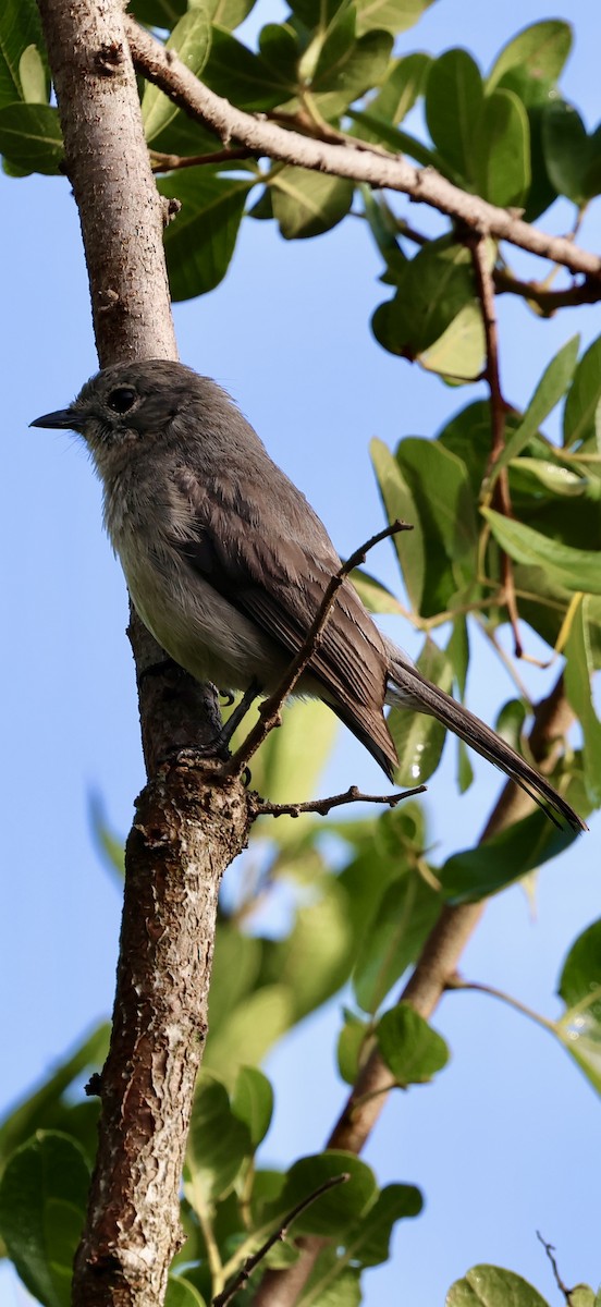 Gözlüklü Drongo Sinekkapanı - ML647742110