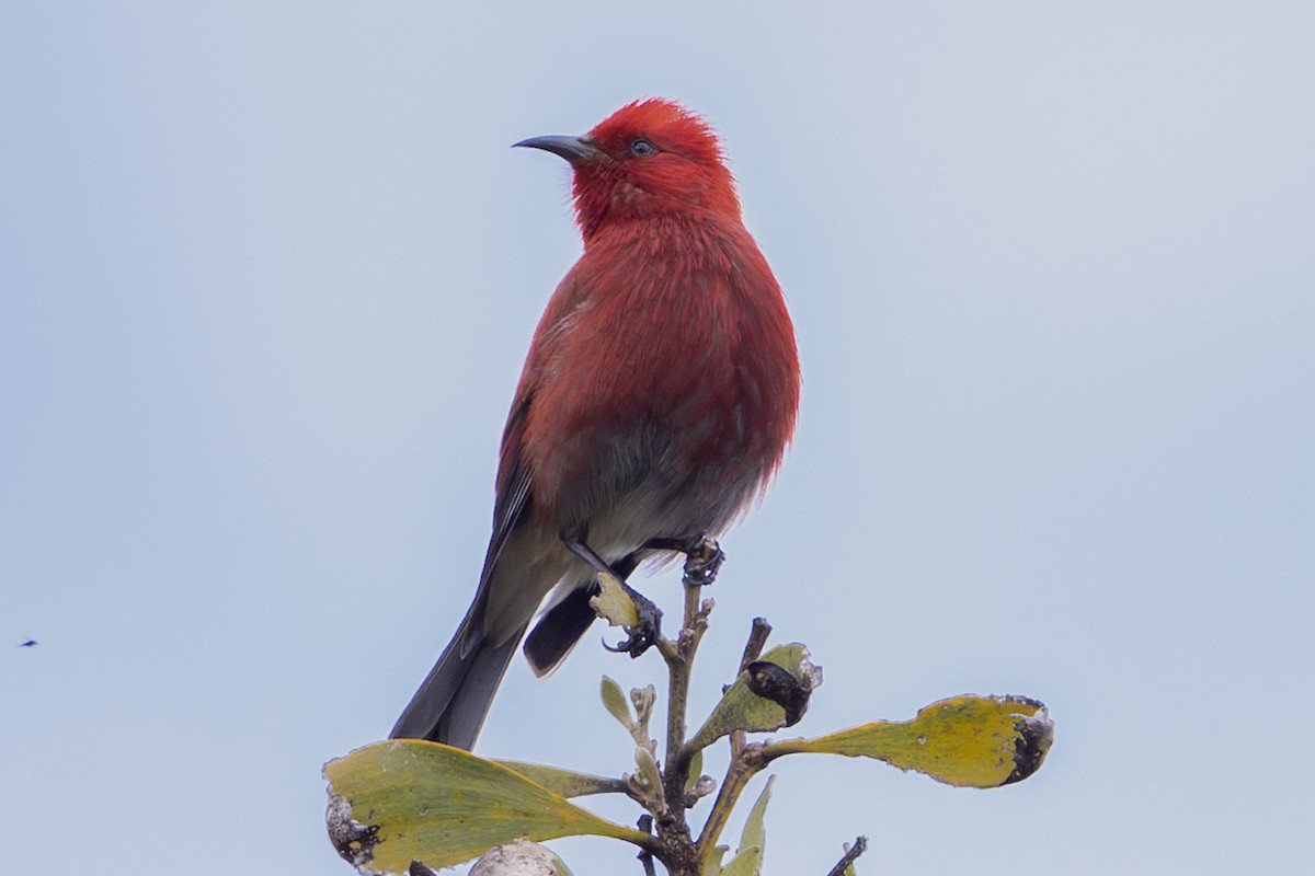 Apapanesi - ML647742112