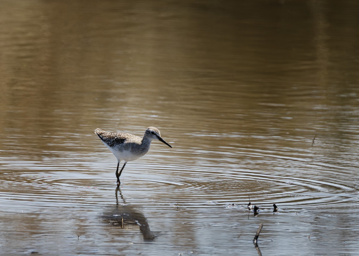 vodouš bahenní - ML647742131