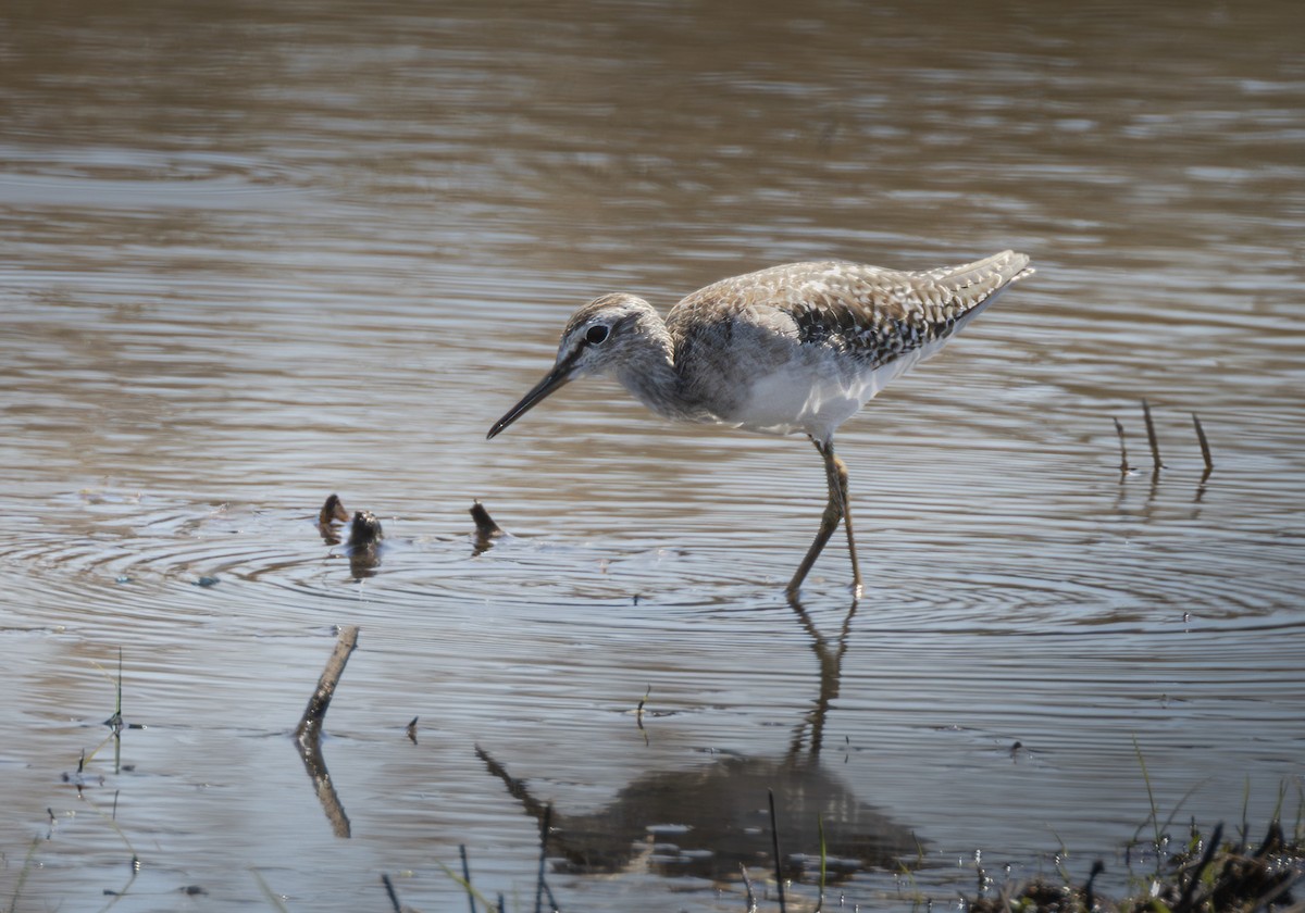 vodouš bahenní - ML647742132