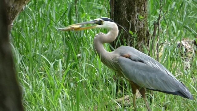 Great Blue Heron - ML647742134
