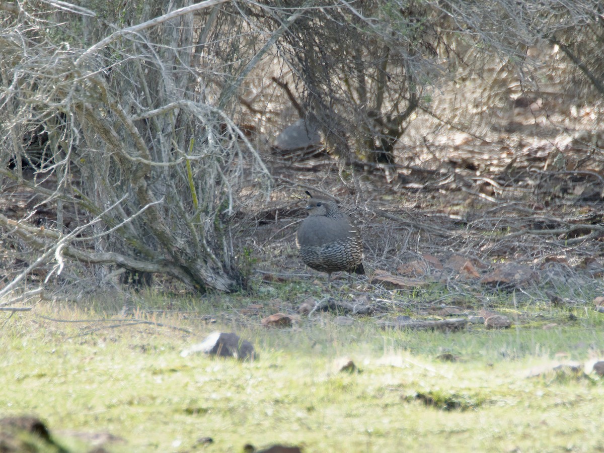 California Quail - ML647742209
