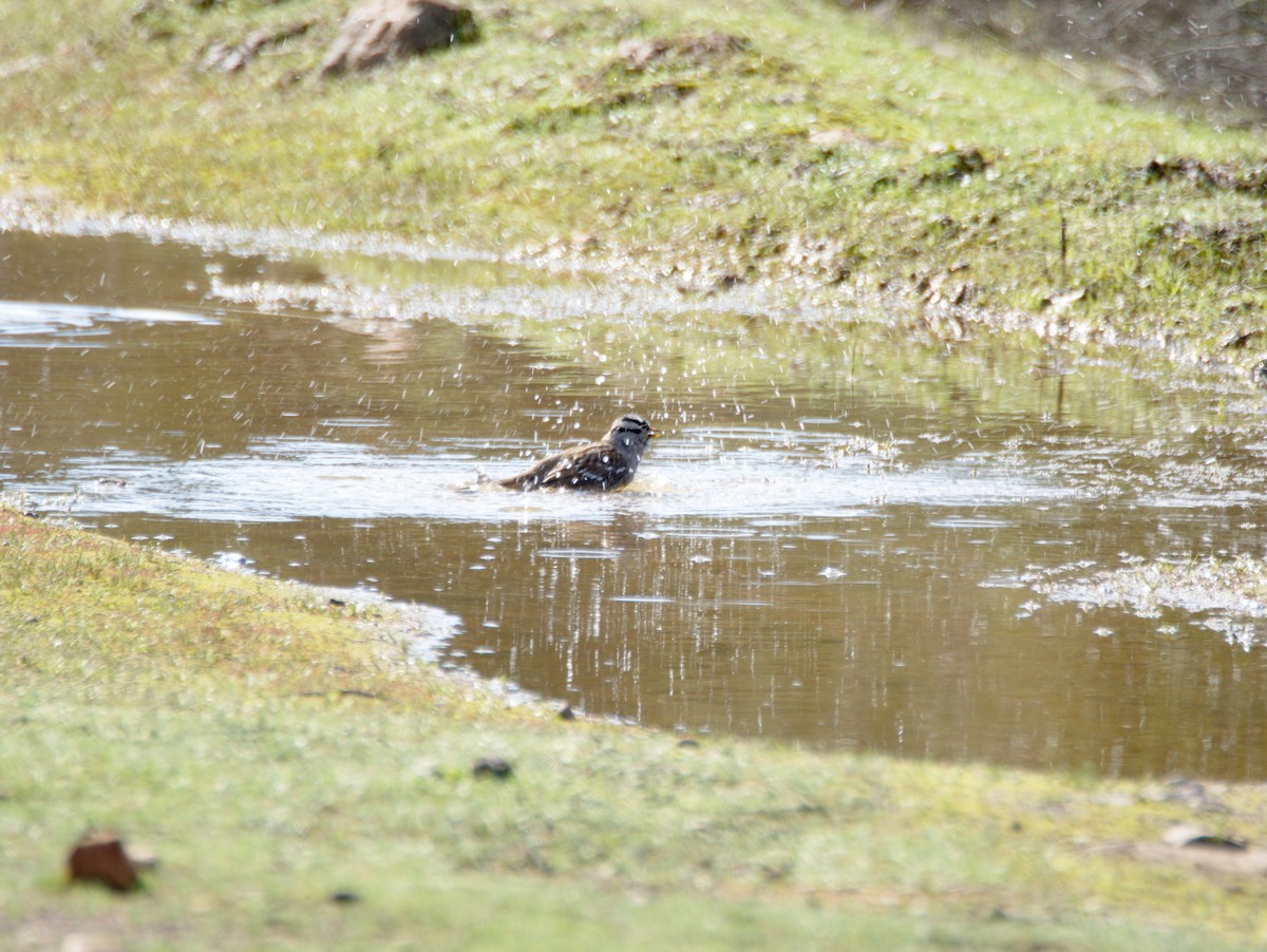 White-crowned Sparrow - ML647742221