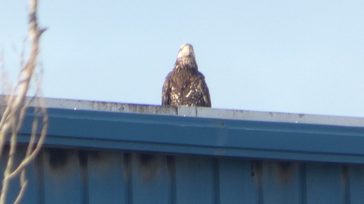 Itsas arrano buruzuria - ML647742223