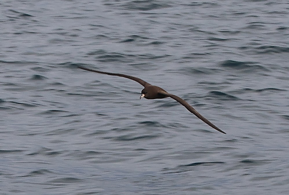 Westlango petrel beltza - ML647742232