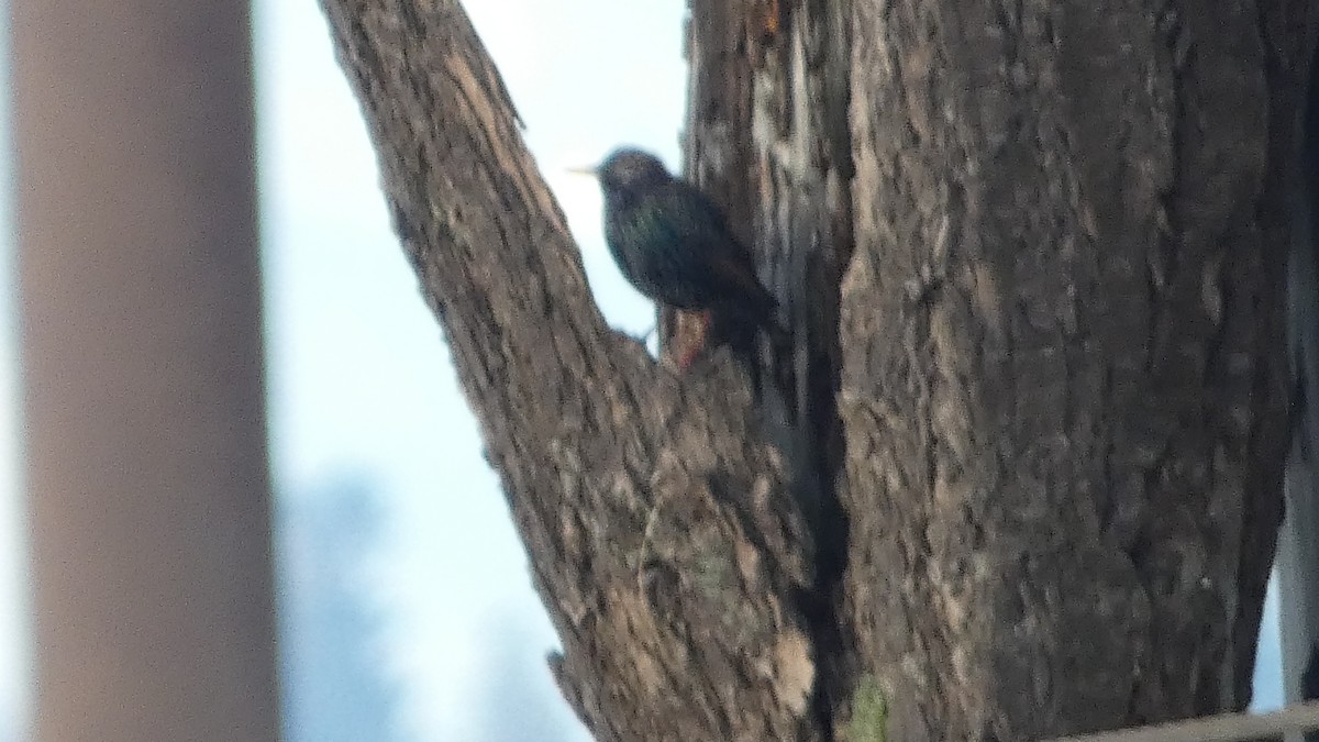 European Starling - ML647742238