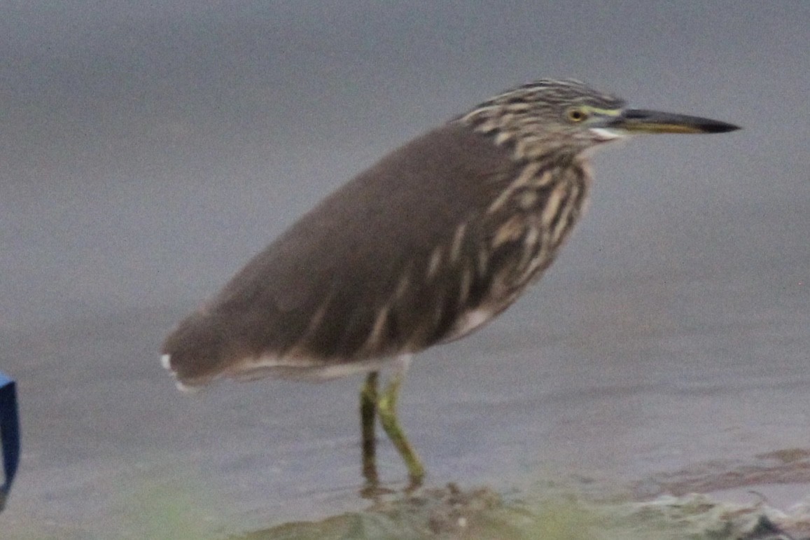 Indian Pond-Heron - ML647742251