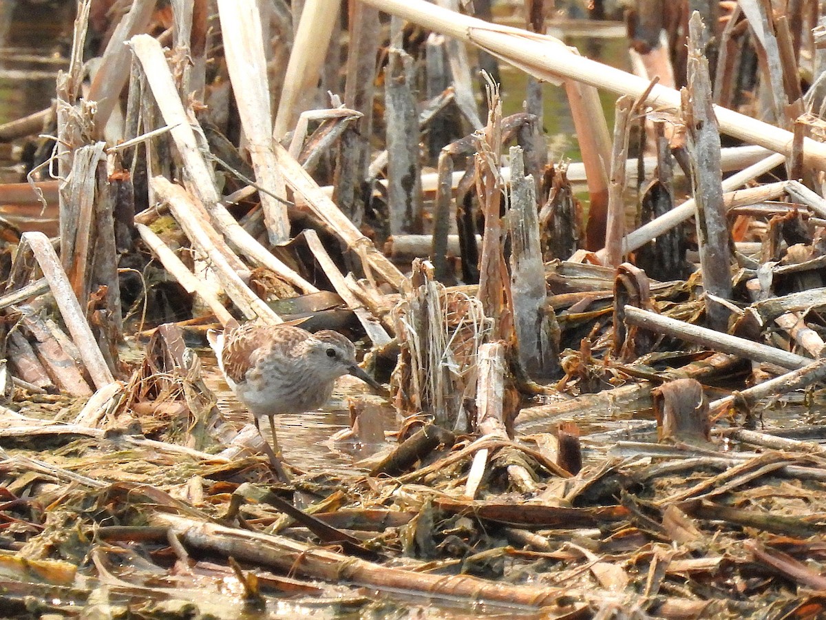 Long-toed Stint - ML647742261
