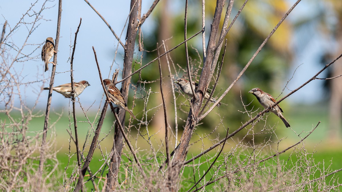 House Sparrow - ML647742270