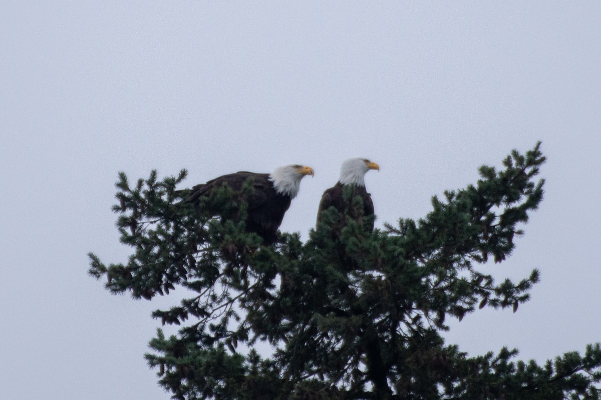 Itsas arrano buruzuria - ML647742285