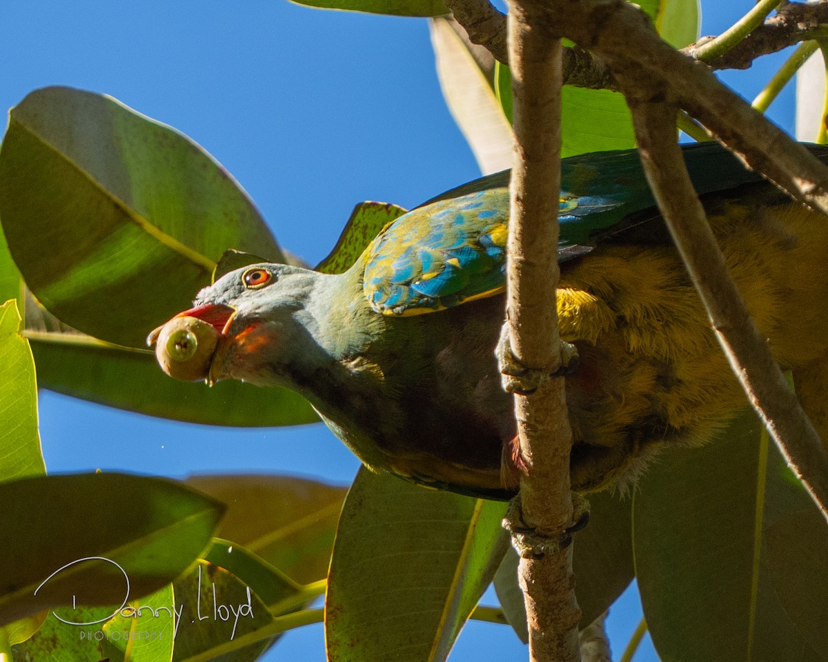 Wompoo Fruit-Dove - ML647742286
