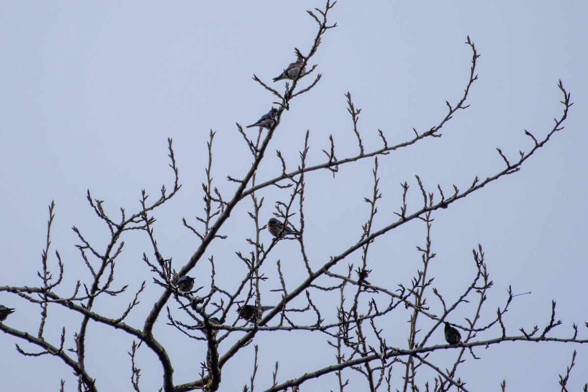 Western Bluebird - ML647742308