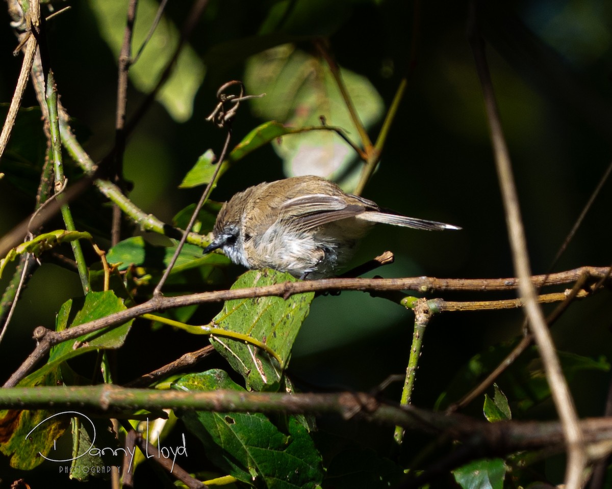 チャイロセンニョムシクイ - ML647742311