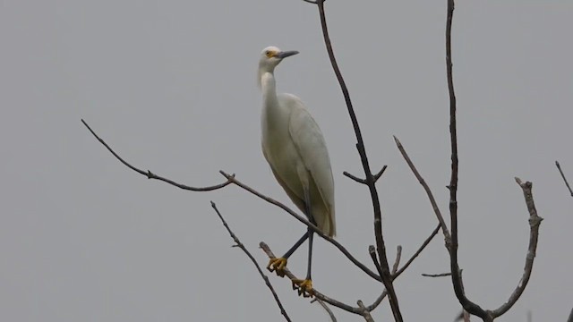 Snowy Egret - ML647742347