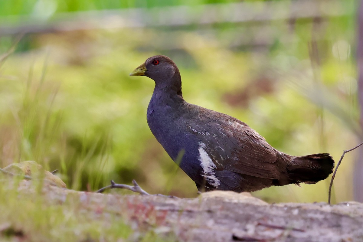 Tasmanian Nativehen - ML647742365