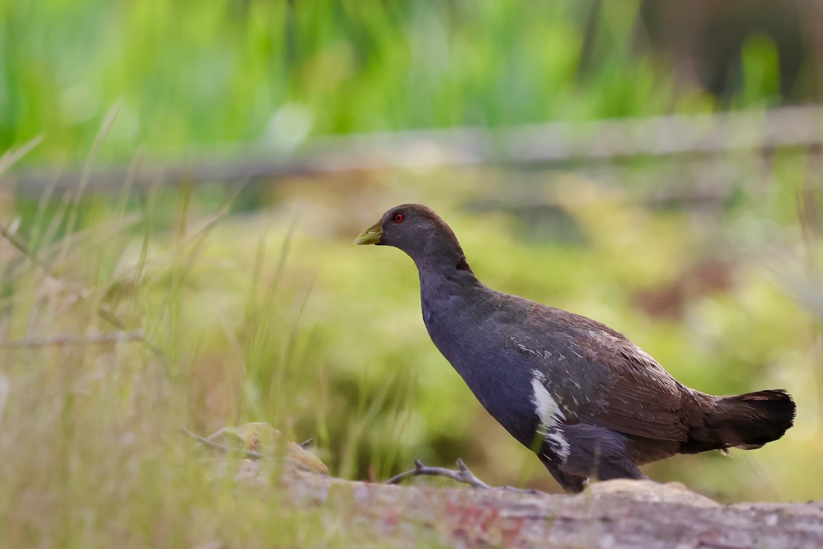 Tasmanian Nativehen - ML647742366