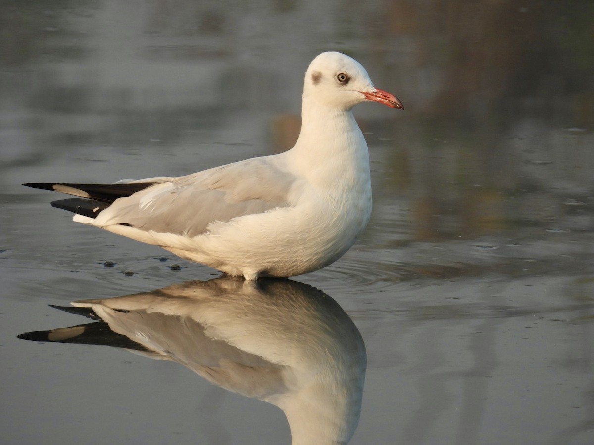 Hint Martısı - ML647742368