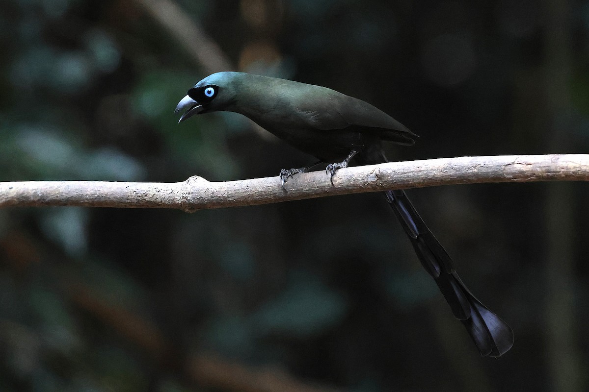 Racket-tailed Treepie - ML647742372
