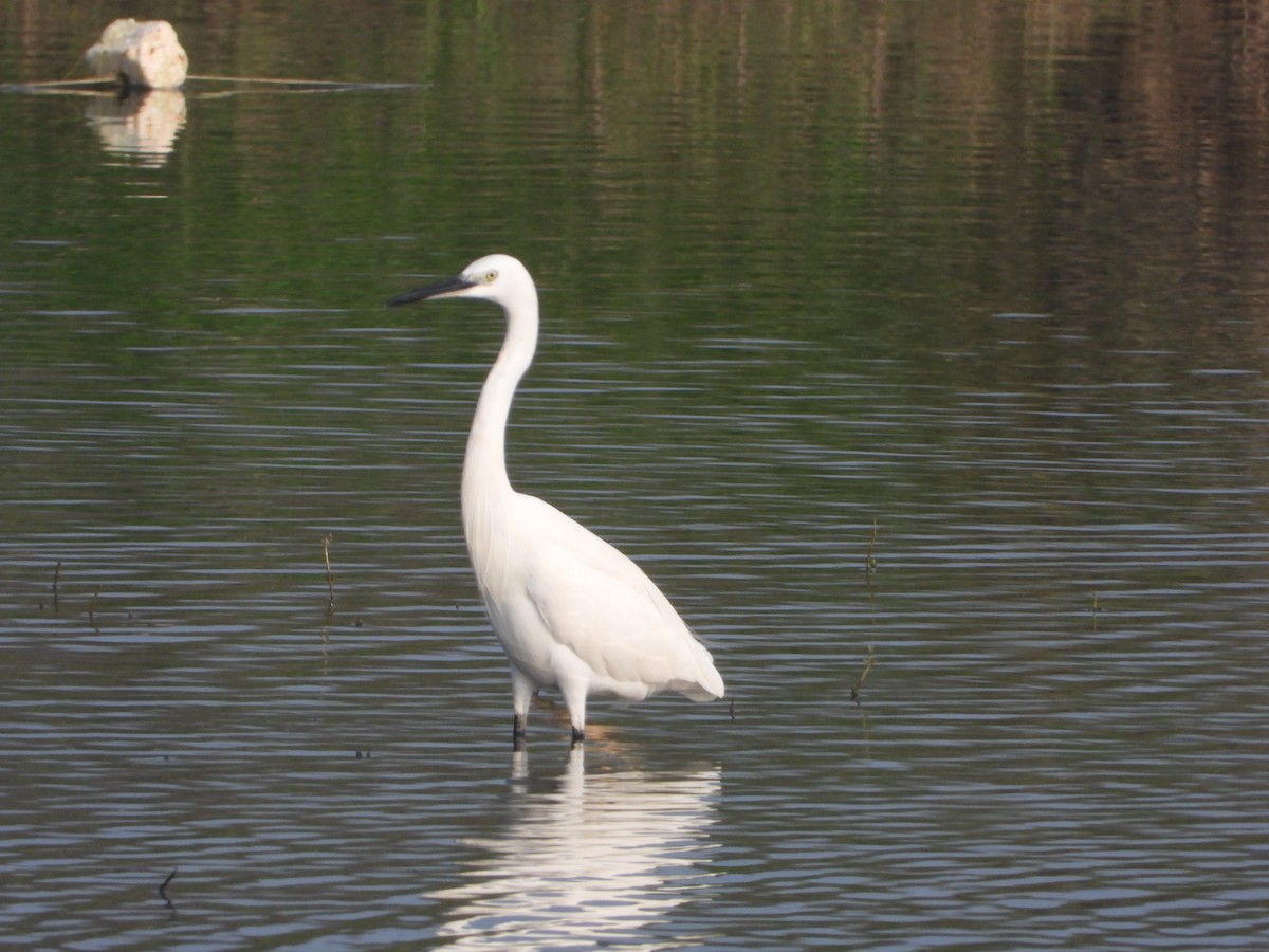Little Egret - ML647742374