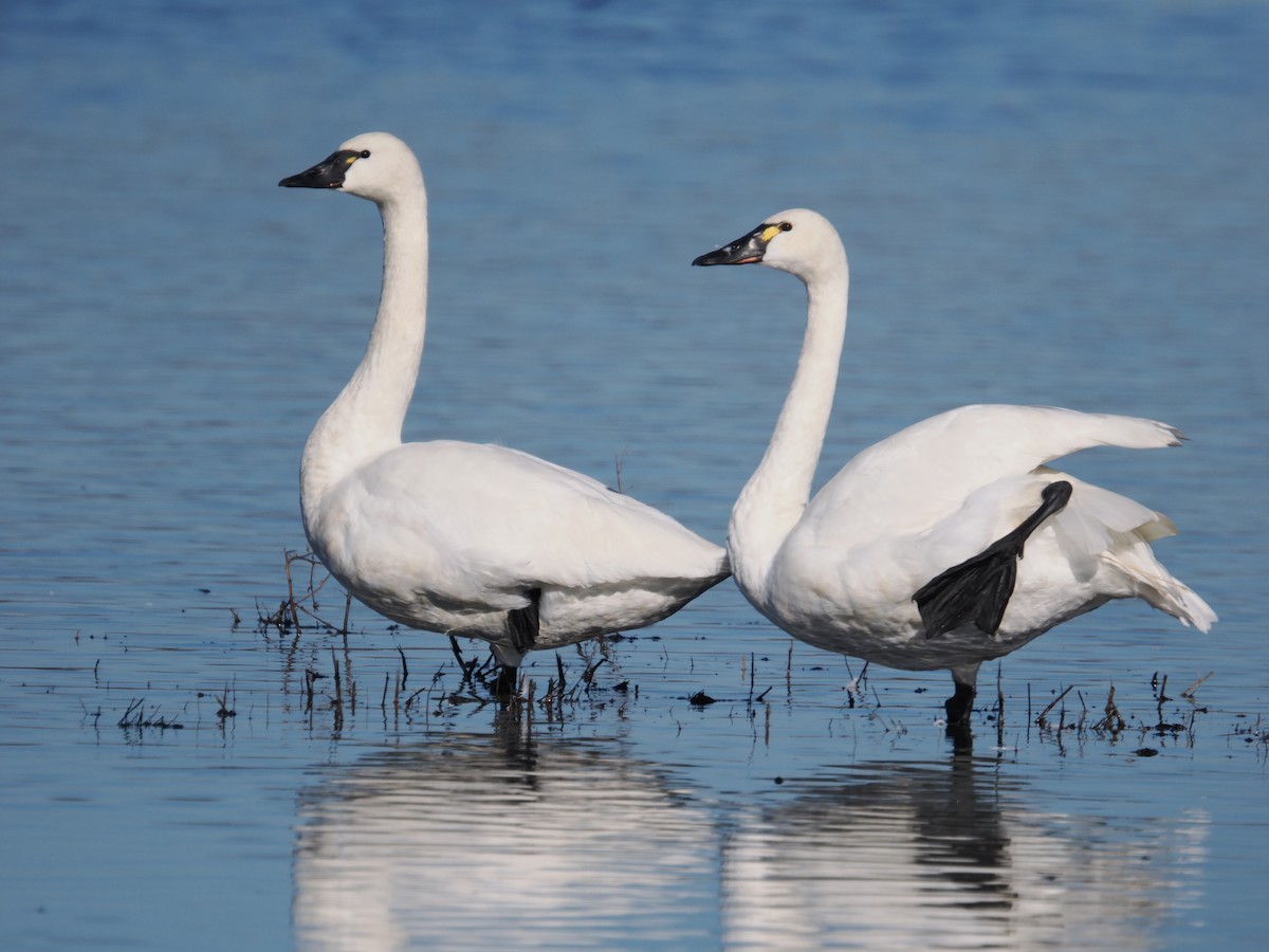 labuť malá - ML647742382