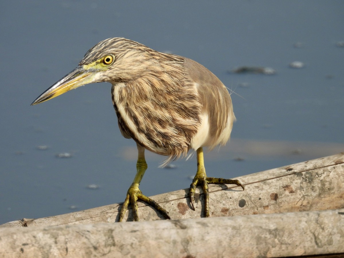 Indian Pond-Heron - ML647742385