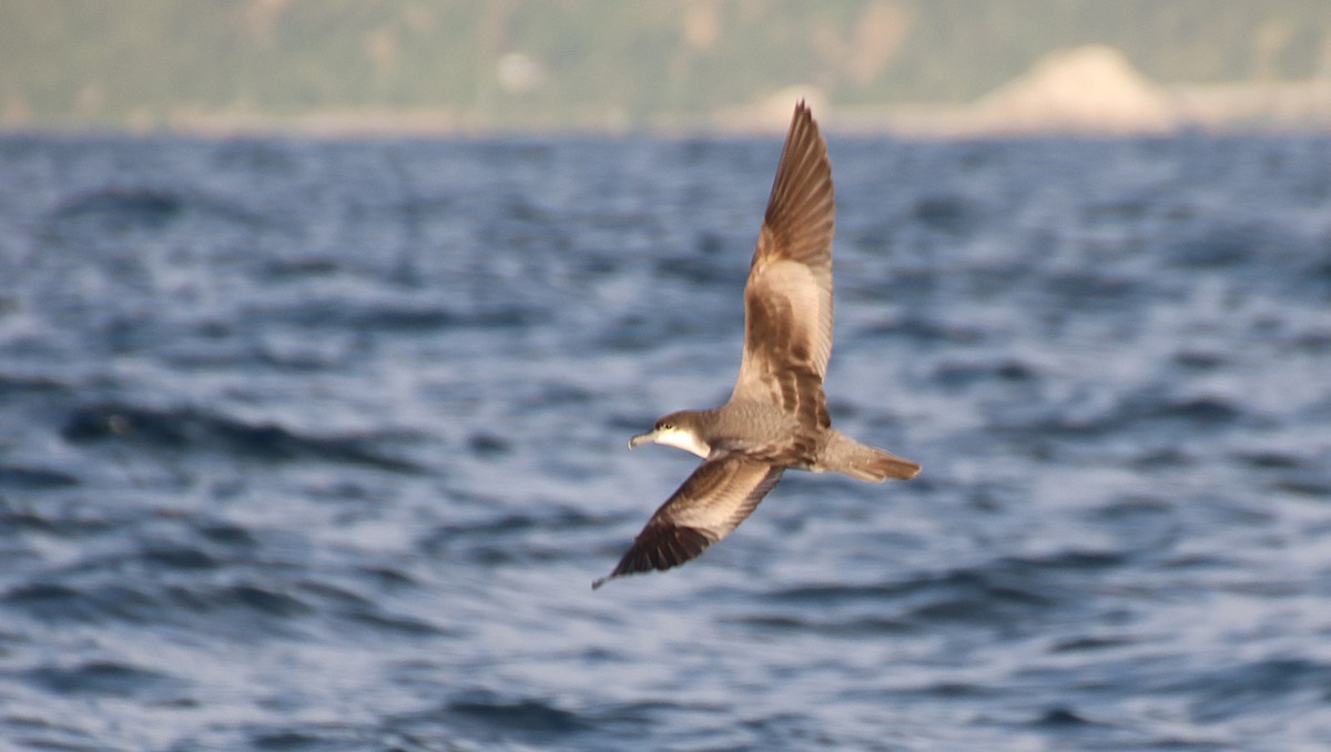 Gabai grisa - ML647742387