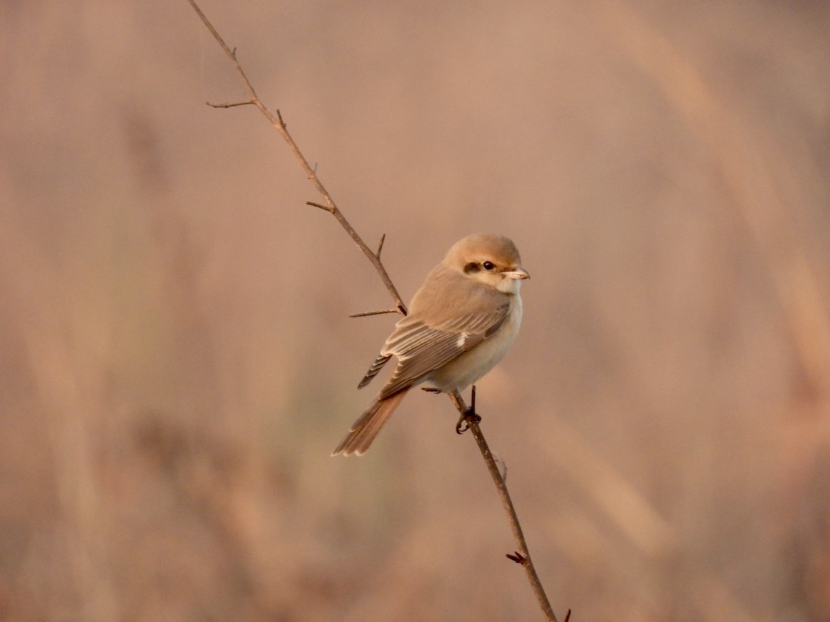 Antzandobi isabeldarra - ML647742419