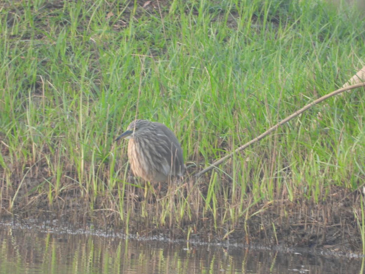 Indian Pond-Heron - ML647742422