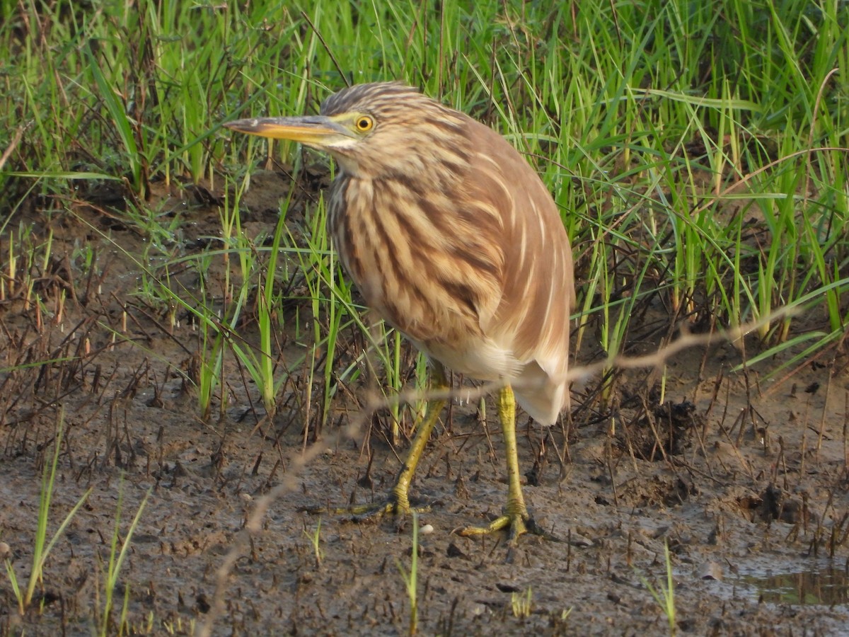 Indian Pond-Heron - ML647742423