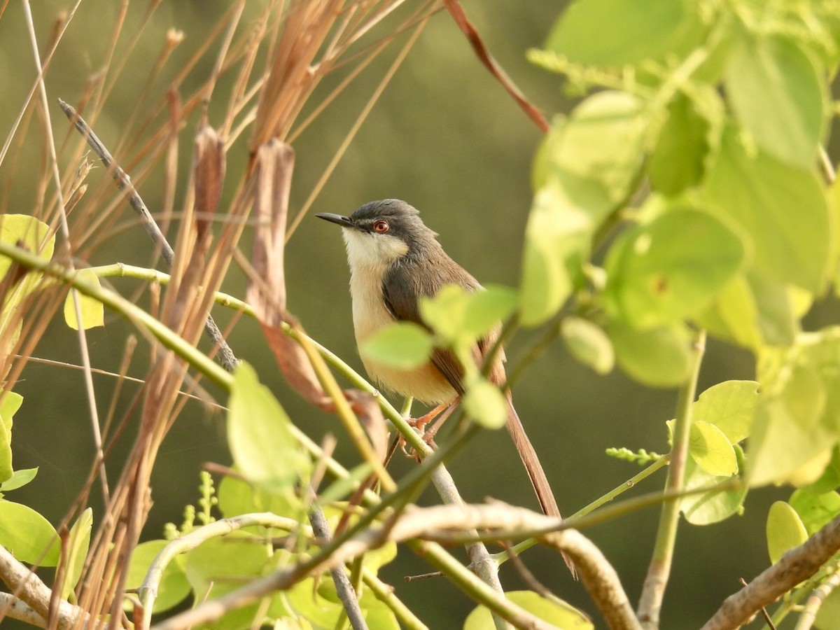 Ashy Prinia - ML647742433